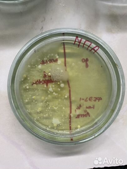 Репетитор по биологии
