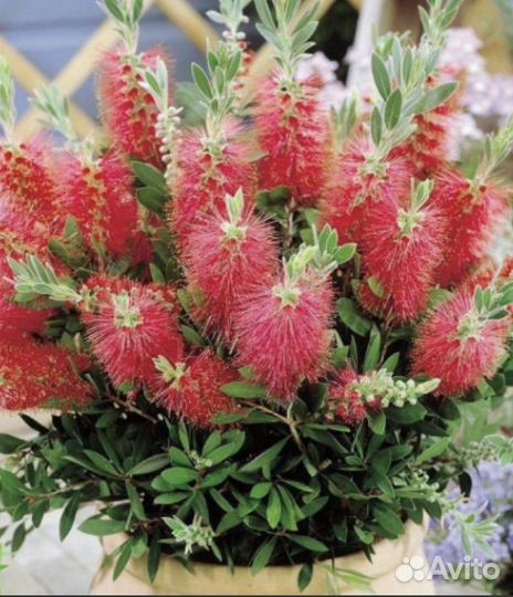 Каллистемон