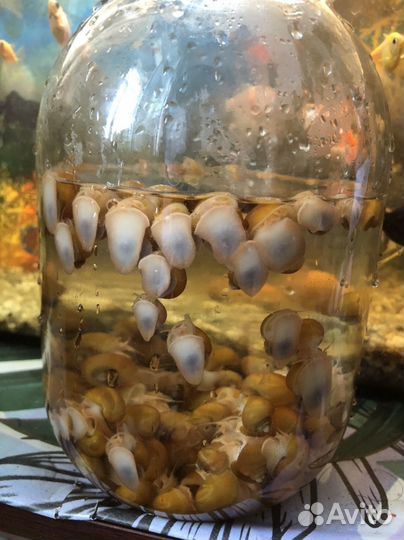 Улитки ампулярий 200+ штук