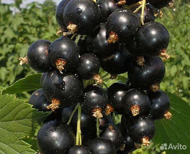 Черная смородина.Крыжовник Родник