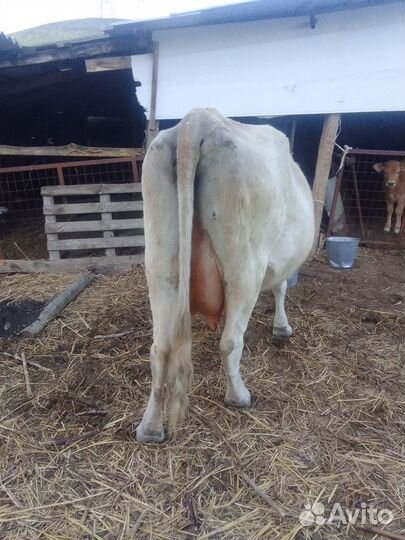 Корова дойная с теленком
