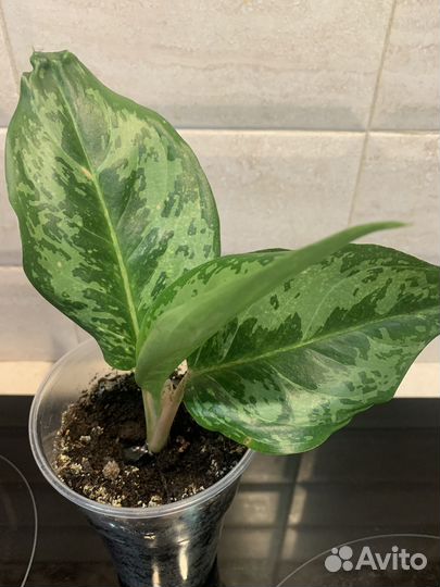 Аглаонема Green prakaiphet