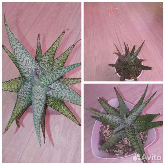 Суккуленты разные