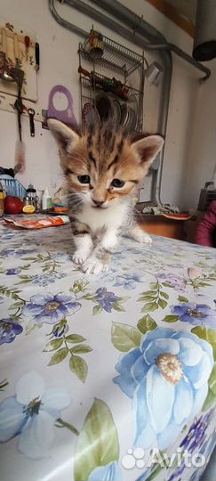 Котята в добрые руки бесплатно