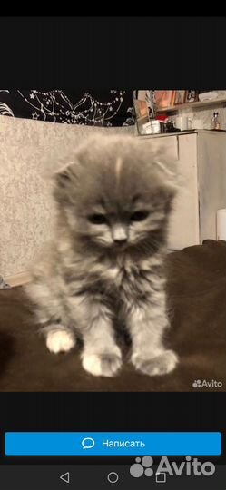 Шотландские вислоухие котята