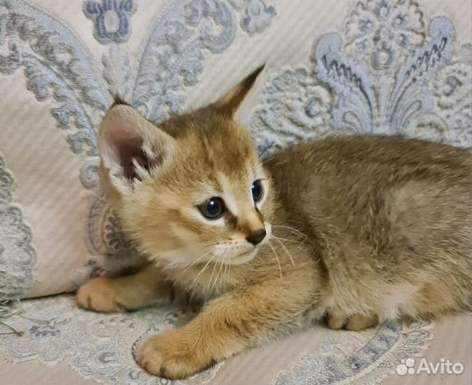 Чаузи ф1 мальчик