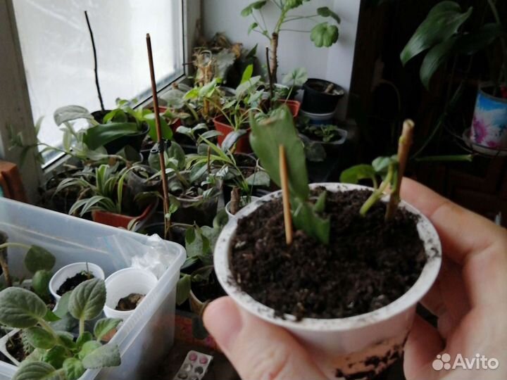 Декабристы