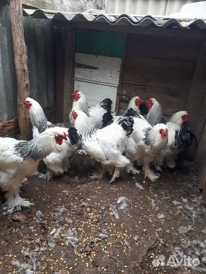 Петухи Брама