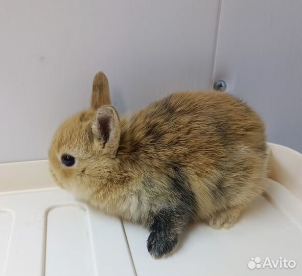 Карликовые крольчата,ручные,малыши