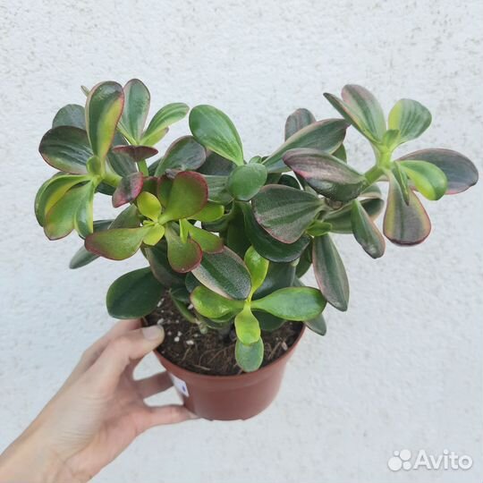 Толстянка Вариегата / Крассула / Денежное дерево