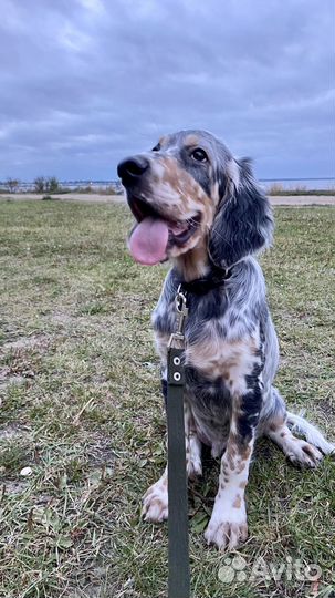 Собака (щенок) для фотосессии