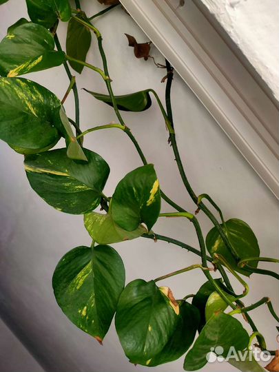 Комнатные растения