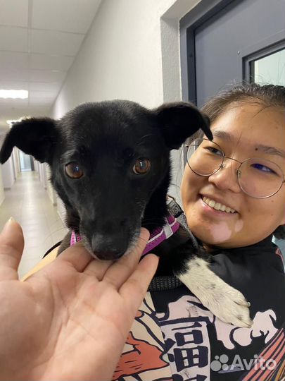 Маленькая собака девочка