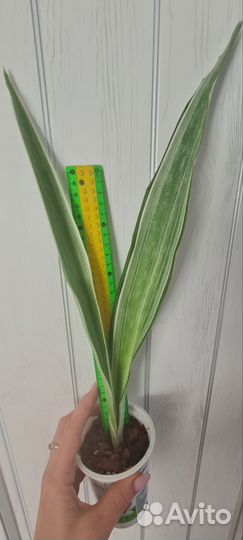 Сансевиерии, спатифилум, сингониум