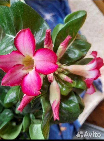 Адениумы dorset horn барашки