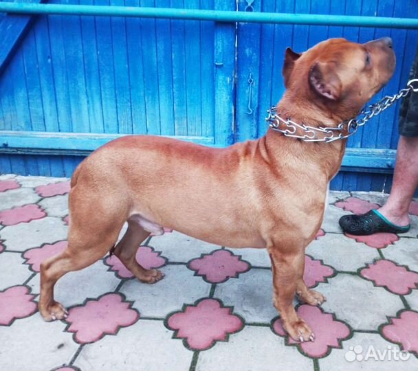 Американский питбультерьер вязка