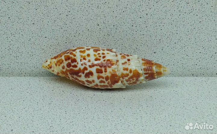 Митра Папалис 6,7 морская ракушка раковина