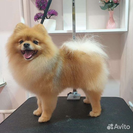 Стрижка собак