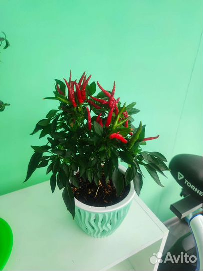 Перец комнатный острый