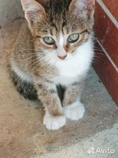 Кошки в добрые руки бесплатно