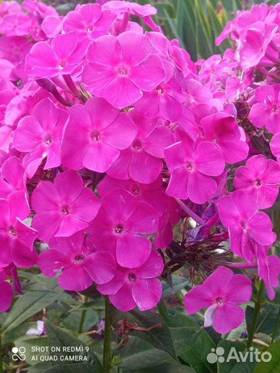 Флоксы сортовые