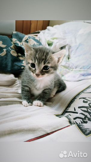 Котенок