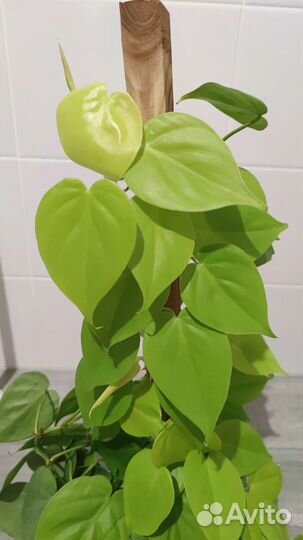 Монстера, Филодендроны