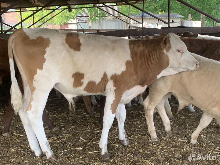 Бычки симменталы