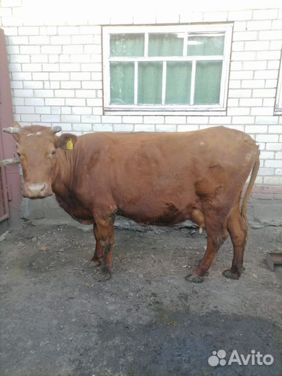 Корова высокоудойная