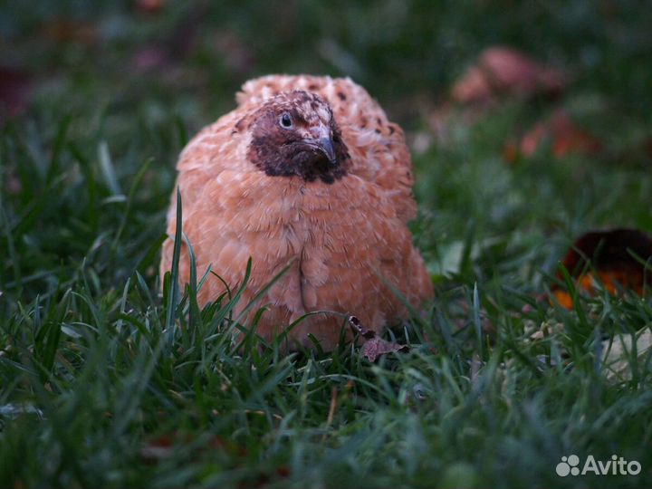 Живые перепела, яйцо инкубационное