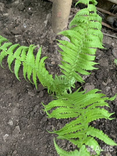 Папоротник