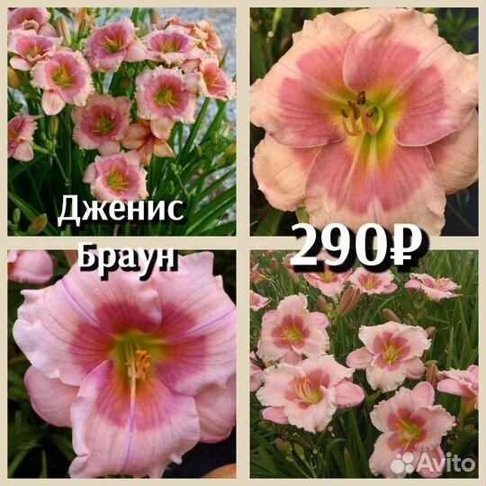 Лилейник 290