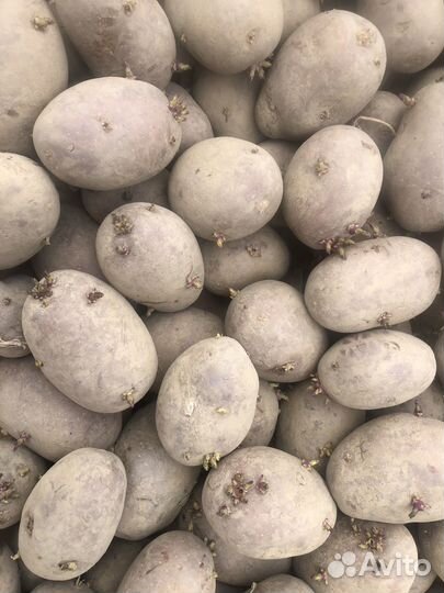 Семенной картофель