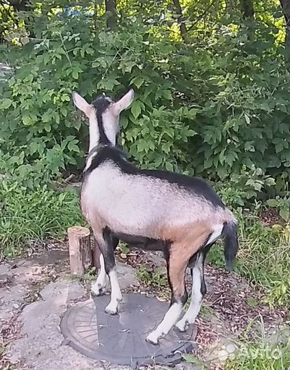 Козел альпиец чп