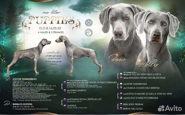 Щенки веймаранера