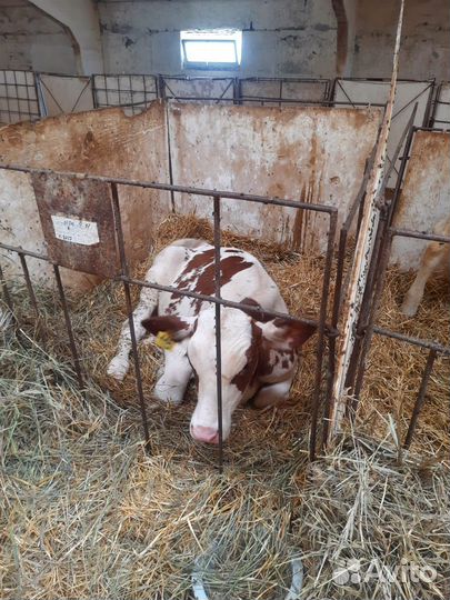 Т Сименталы