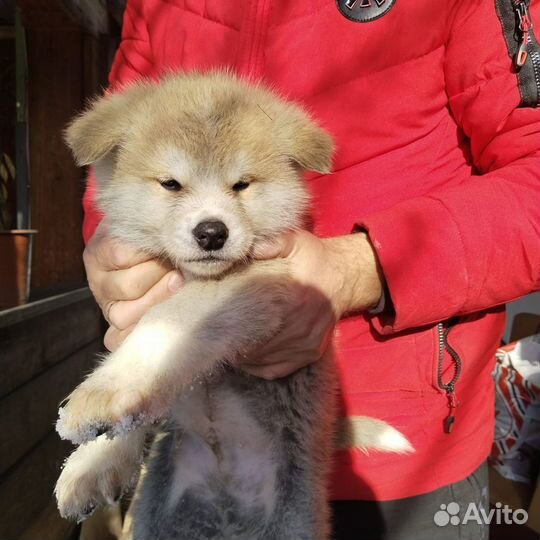 Щенки акита ину