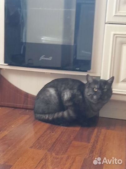Кот в дар