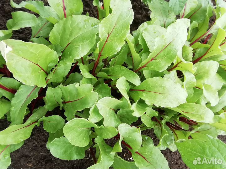 Рассада свеклы