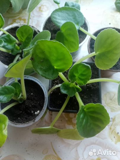 Комнатные цветы