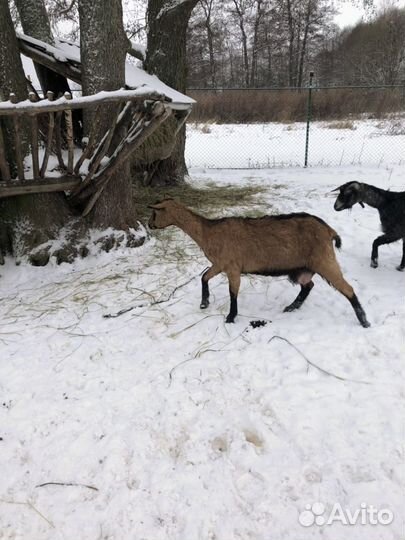 Продаются козы