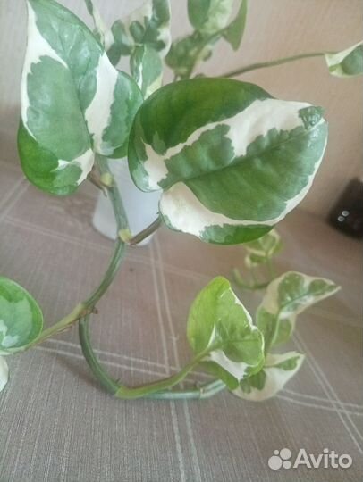 Эпипремнум Н джой