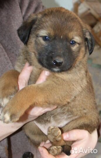 Щеночки девочки