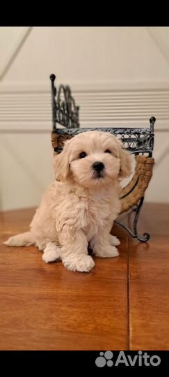 Мальтипу ф1 мини и стандарт