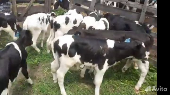 Породистые бычки