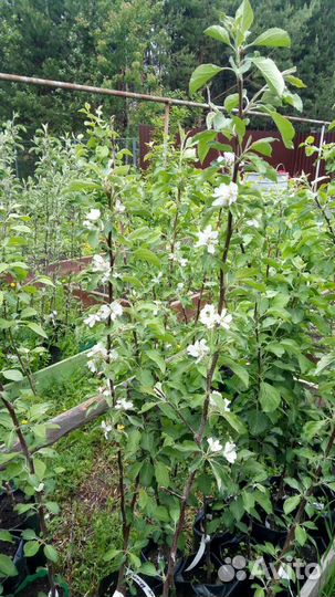Яблоня саженцы в ассортименте