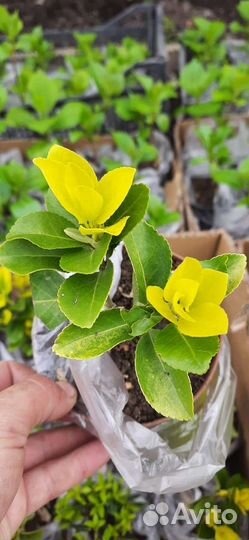 Бересклеты