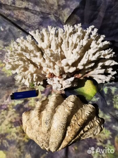 Коралл и ракушка