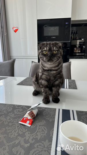 Шотландский кот вязка