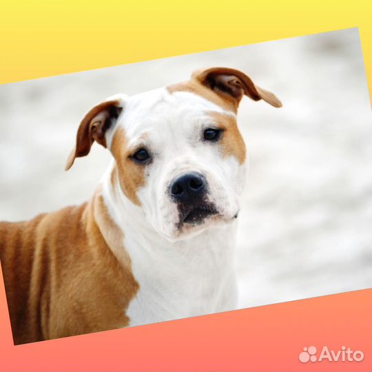 РКФ Амстаффы подрощенные